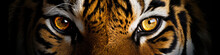 Eyes Of A Tiger Close Up
