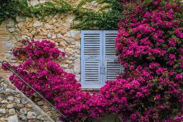 Wall Mural - Blooming bougainvilia flower vines framing an old stone house window in the medieval town of Saint Paul de Vence, French Riviera, South of France