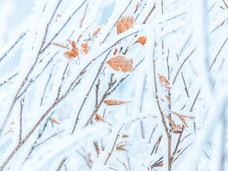 Wall Mural - Snow and rime ice on the branches of bushes. Beautiful winter background with twigs covered with hoarfrost. Plants in the park are covered with hoar frost. Cold snowy weather. Cool frosting texture.