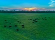An aerial view of a heard of cattle grazing at sunset in an open field.