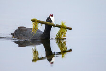 Red-knobbed Coot Swimming On Calm Water With Reflection Carrying Large Stick Like A Dumbbell 
