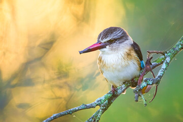 Canvas Print - Brown-hooded kingfisher perched on tree branch with colourful sunrise background