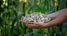 A Farmer Holds A Basket Of Garlic, Close-up