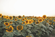 Sunflower Field, Beautiful Summer Landscape