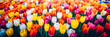 Panoramic landscape of multicolored beautiful blooming tulips.  Closeup view of tulip flowers in spring. 