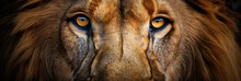 Eyes Of A Lion Close Up