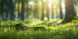 Fototapeta Fototapeta las, drzewa - Defocused green trees in forest or park with wild grass and sun beams. Beautiful summer spring natural background