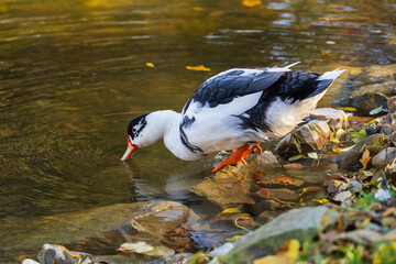 Wall Mural - Male and female ducks swim in the water on a pond in the setting sun.