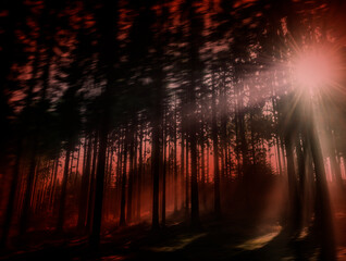 Poster - Silhouettes of trees on a red background. Horror or ecological concept. Red light and silhouette of trees.