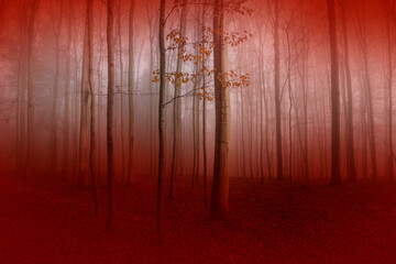 Poster - Silhouettes of trees on a red background. Horror or ecological concept. Red light and silhouette of trees.