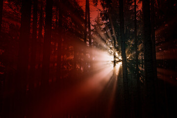 Poster - silhouettes of trees on a red background. horror or ecological concept. red light and silhouette of 