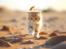 Adventurous Red Munchkin Kitten: Sandy Summer Stroll