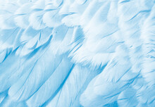 A Feathers Texture Closeup In The Detail