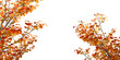 Isolated autumn leaves background