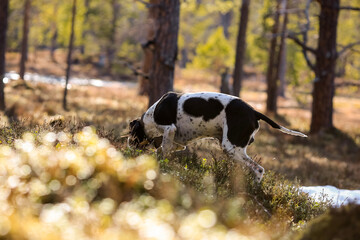 Wall Mural - Dog english pointer