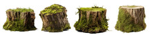 Fresh Green Moss On Rotten Tree Stump Isolated On Transparent Background