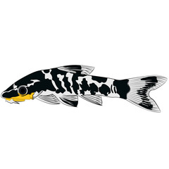 Wall Mural - zebra oto, tiger oto tropical freshwater catfish. Otocinclus cocama freshwater ornamental fish graphic illustrations aquarium catfish