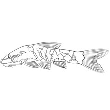 Zebra Oto, Tiger Oto Tropical Freshwater Catfish. Otocinclus Cocama Freshwater Ornamental Fish Sketch Drawing. Aquarium Catfish Contour Lines Drawn.