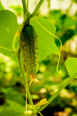 Green Cucomber growing in garden