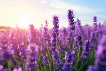 Beautiful Lavender Field At Sunset.generative Ai

