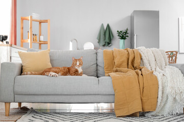 Poster - Cute red cat lying on grey couch at home