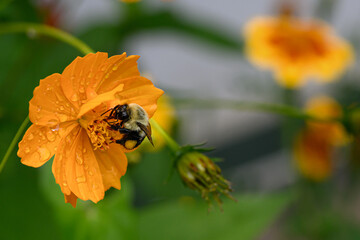 Wall Mural - a honeybee with full pollen sacks get some nectar from this yellow, orange and green poppy flower in