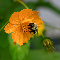 Wall Mural - a honeybee with full pollen sacks get some nectar from this yellow, orange and green poppy flower in