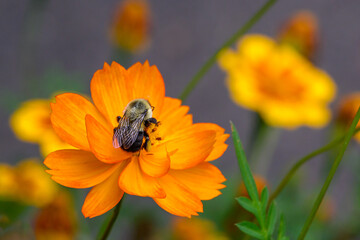 Wall Mural - a honeybee with full pollen sacks get some nectar from this yellow, orange and green poppy flower in