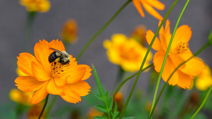 Wall Mural - a honeybee with full pollen sacks get some nectar from this yellow, orange and green poppy flower in
