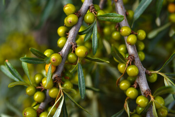 Wall Mural - Not ripe sea buckthorn berries on the branches. Green berries.