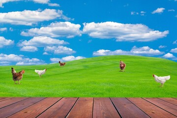 Poster - The empty table top on grass field background with chicken