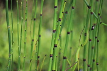 Equisetum Hyemale Commonly Known As Rough Horsetail, Scouring Rush, Scouringrush Horsetail Or Snake Grass.