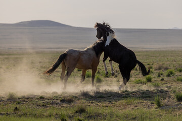 Wall Mural - Wild Horse Stallions Fighting in the Utah Desert