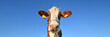 Red spotted cow grazing on the field. Farm animals concept. Close up portrait of a cow on the background of blue sky. Long banner with cow