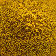 Closup Or Macro Of Seamless Sunflower Background