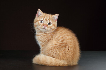 Wall Mural - Cute ginger kitten on a brown background