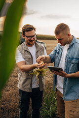 Wall Mural - One man is holding corn and the other one picks the grain from it.