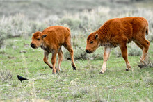 Two Young Bison Following A Blackbird At Yellowstone National Park