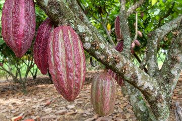 Ripe Purple and green raw organic Cacao fruits or pods hanging from the branch between the leaves