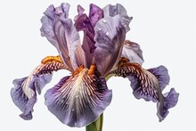 "Iris Blooms: A Symphony Of Colors". Digital Poster. Generative Ai.