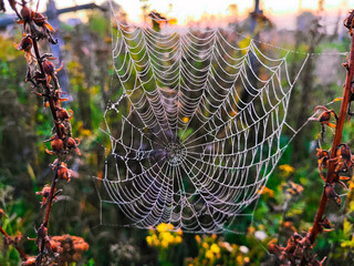 Wall Mural - spider web with dew drops