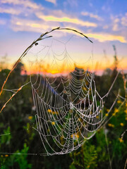 Wall Mural - spider web with dew drops