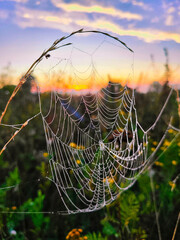Wall Mural - spider web with dew drops