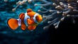 Close up of a Clownfish swimming in the clear Sea. Natural Background with beautiful Lighting