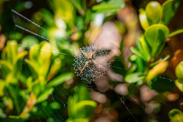 Close up of australian garden spider on the web