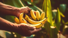 Farmer Holding Banana Fruit, Harvest Concept