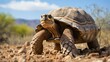 Ancient tortoise gracefully wandering the desert
