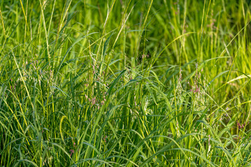 Northern wild rice (Zizania palustris) from Wisconsin. Annual plant native to the Great Lakes region of North America.