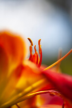 Orange And Red Day Lilly Macro.