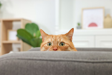 Poster - Cute ginger cat lying on armchair at home